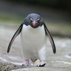 Google penguin